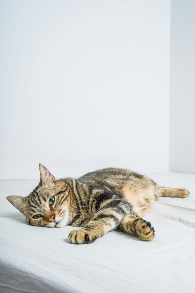 A peaceful tabby cat lying down on a white bed indoors, showcasing its relaxed demeanor.