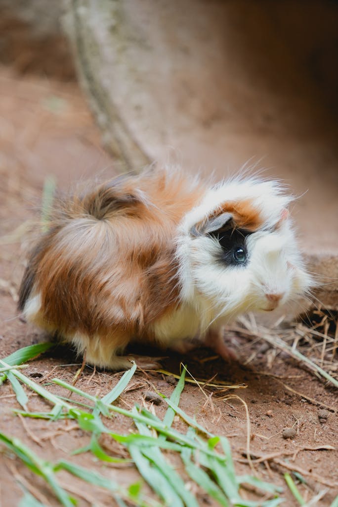 Charming long-haired guinea pig exploring a natural outdoor setting, offering a cute and lively scene.