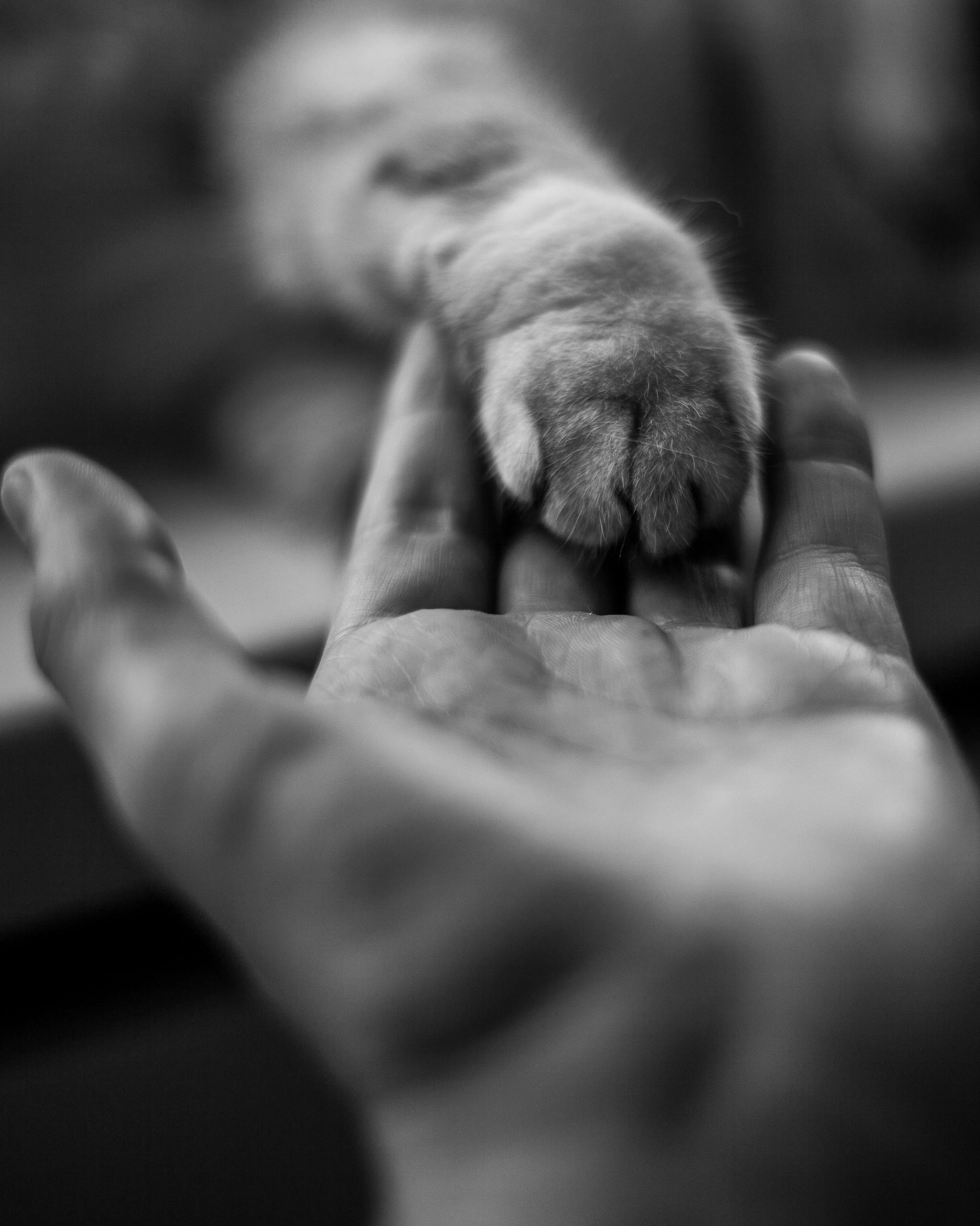 Close-up black and white photo of a cat paw touching a human hand, symbolizing pet-human connection.