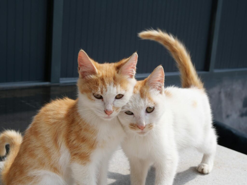 Two adorable ginger and white kittens snuggling together in sunlight. Perfect for pet lovers.