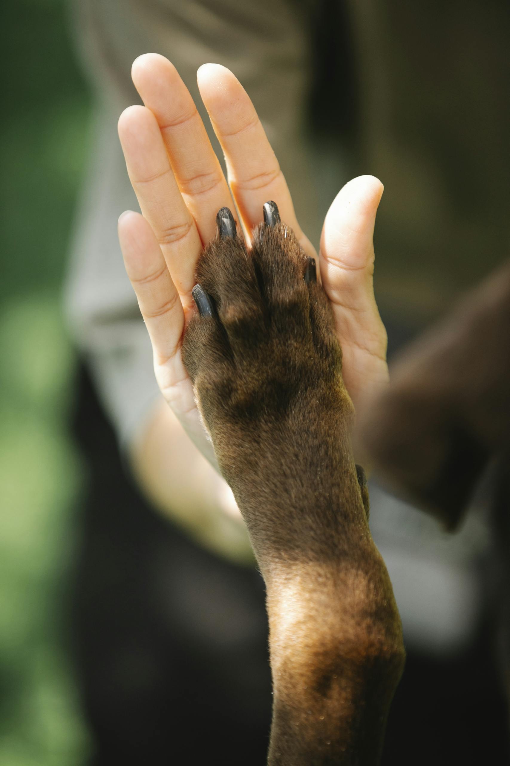 High angle of crop unrecognizable female owner giving high five to brown Labrador Retriever